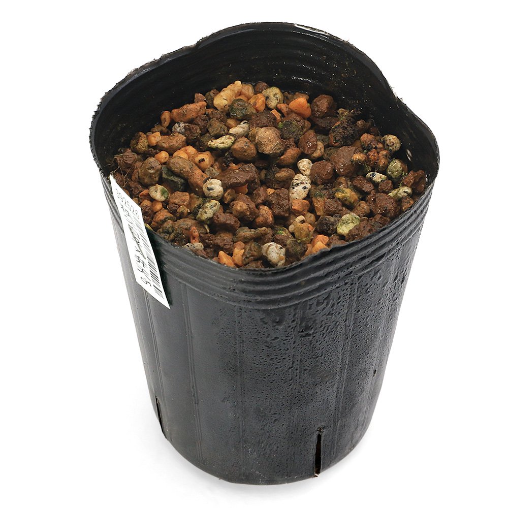 （山野草）品種系フクジュソウ（福寿草）秩父白X弁天　３号（１ポット）　ＣＲＣ15―35―18―00―00