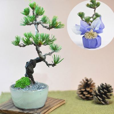 盆栽 松 五葉松 樹齢5年 四国産 四国五葉松 ミニ盆栽 専門店 初心者サポート 本格 ミニ ギフト プレゼント お祝い 退職 敬老の日 父の日 新しい趣味 ぼんさい シニア 60代 贈り物 松盆栽