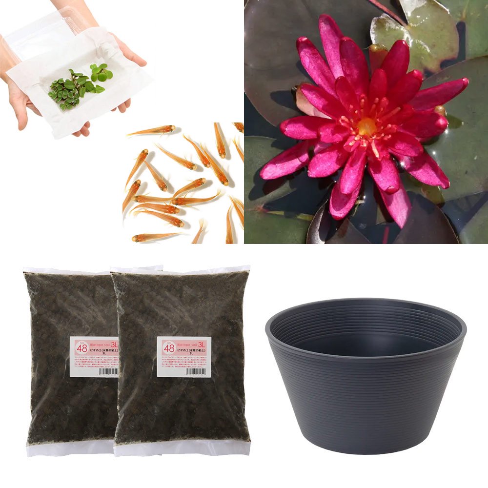 （ビオトープ）（めだか）はじめての睡蓮栽培セット　ヒドゥン　バイオレット＋睡蓮鉢＋ヒメダカ＋浮き草他　説明書付　本州四国限定　お一人様１点限り　ＣＲＣ15―10―20―10―50