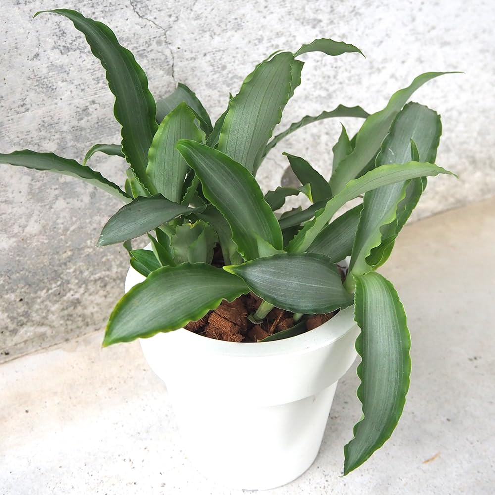 ＩＴＡＮＳＥ ムルダニア ロリフォミルス ブライトスター 5号 4個【品種で選べる観葉植物】