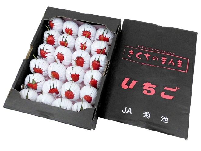 熊本県 糖蜜使用のこだわりいちご =ひのしずく きくちのまんま= 大粒22-30粒前後 風袋込1.2kg 化粧箱 予約 1月中旬以降