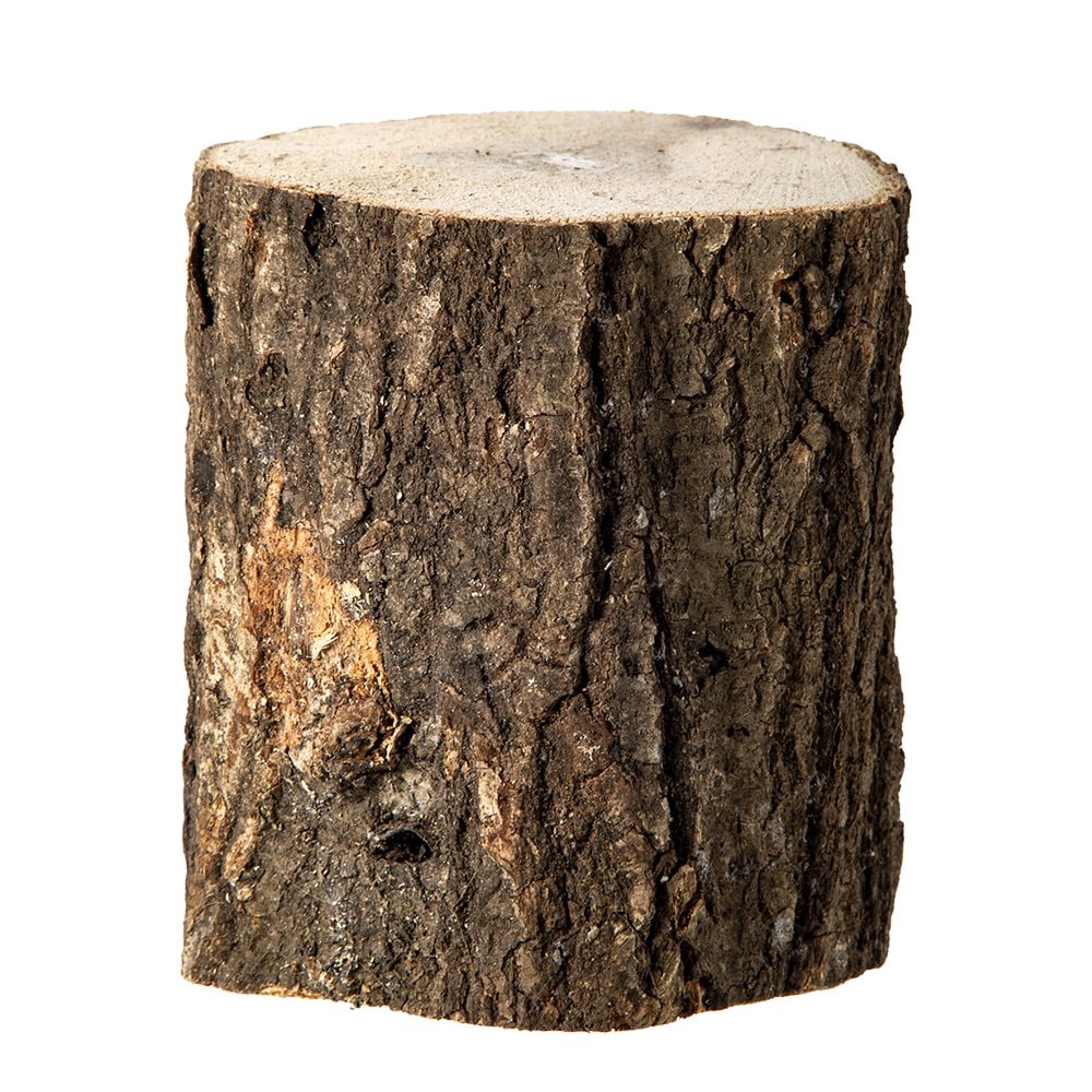 コナラ産卵木　太目　良材　１５本　ＣＲＣ18―35―70―10―20