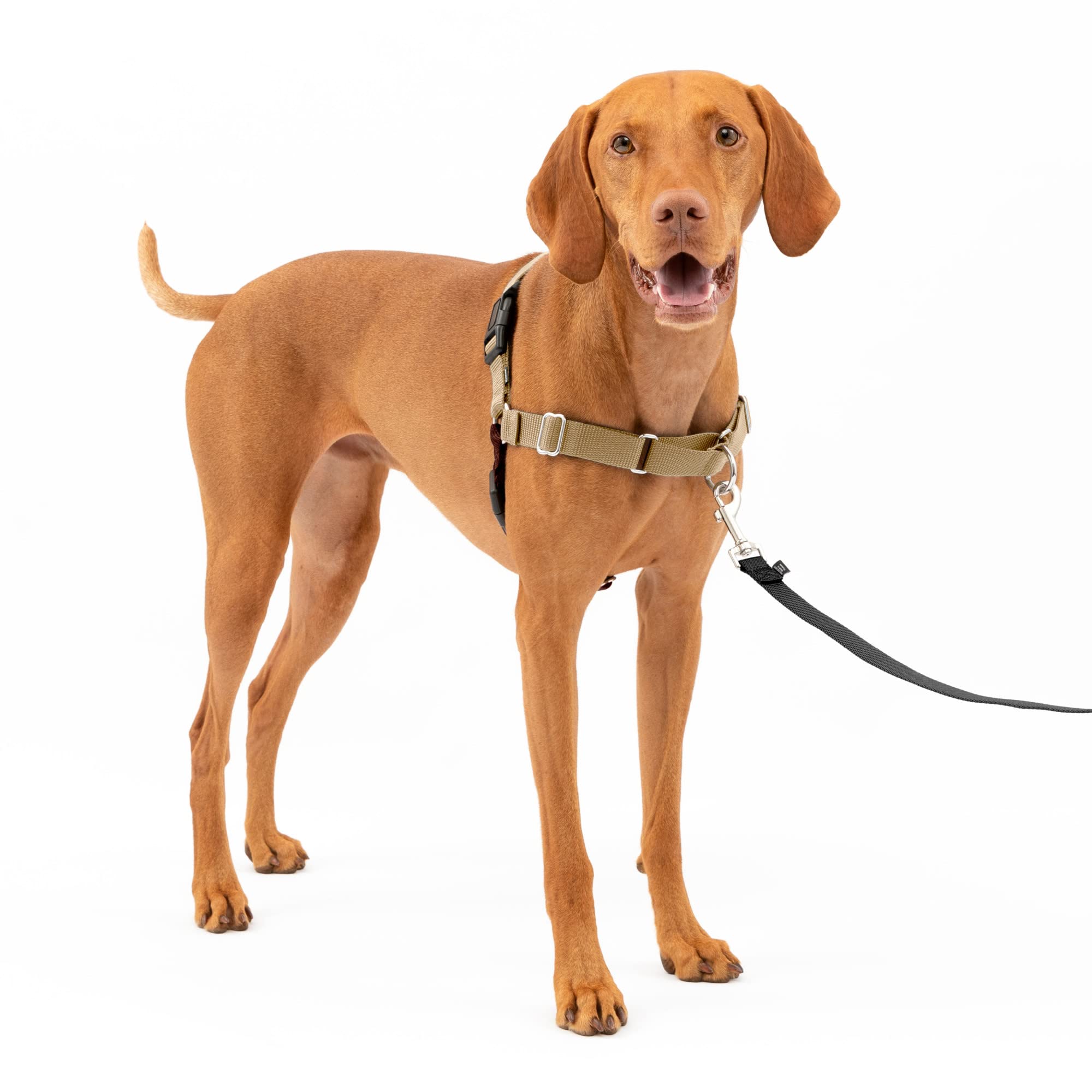 PetSafe イージーウォークハーネス (M, フォーン&ブラウン)