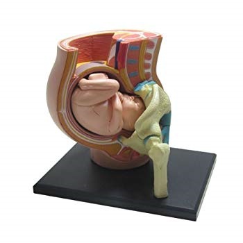 青島文化教材社 スカイネット 立体パズル 4D 人体解剖 妊娠解剖モデル ビッグ割引 VISION No.06 【特別訳あり特価】