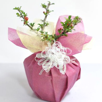 盆栽 長寿梅 ミニ盆栽 花 ミニ長寿梅 プレゼント ミニ 入門 初心者 かわいい モダン ラッピング メッセージカード お母さん 贈り物 鉢植え ギフト お祝い 縁起が良い 還暦 長寿 引越祝い 5,502円