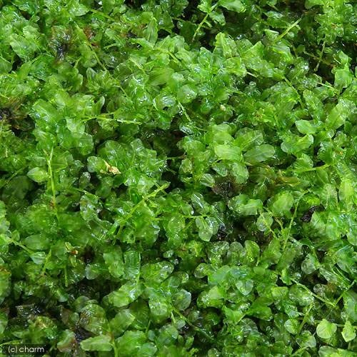 （テラリウム）苔　半トレー　コツボゴケ　トレー１枚分　３６X２７ｃｍ　ＣＲＣ15―70―20―00―00 5,422円