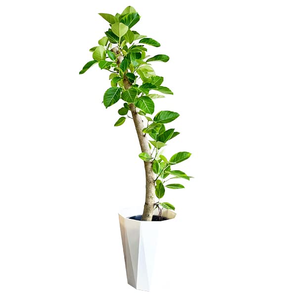 フィカス アルテシーマ ゴムの木 10号 観葉植物 本物 インテリア 大型 オシャレ 大きい 尺鉢
