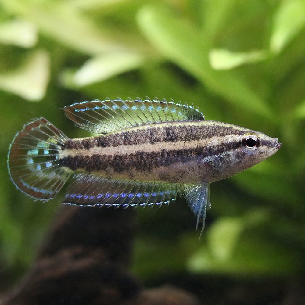 （熱帯魚）リコリス・クインデシム（１匹）　北海道・九州航空便要保温　ＣＲＣ13―32―15―00―00