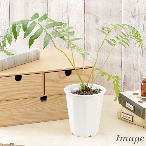 （山野草）シダ（羊歯）リュウビンタイ　４ー４．５号（１鉢）常緑性多年草　ＣＲＣ15―30―10―15―00