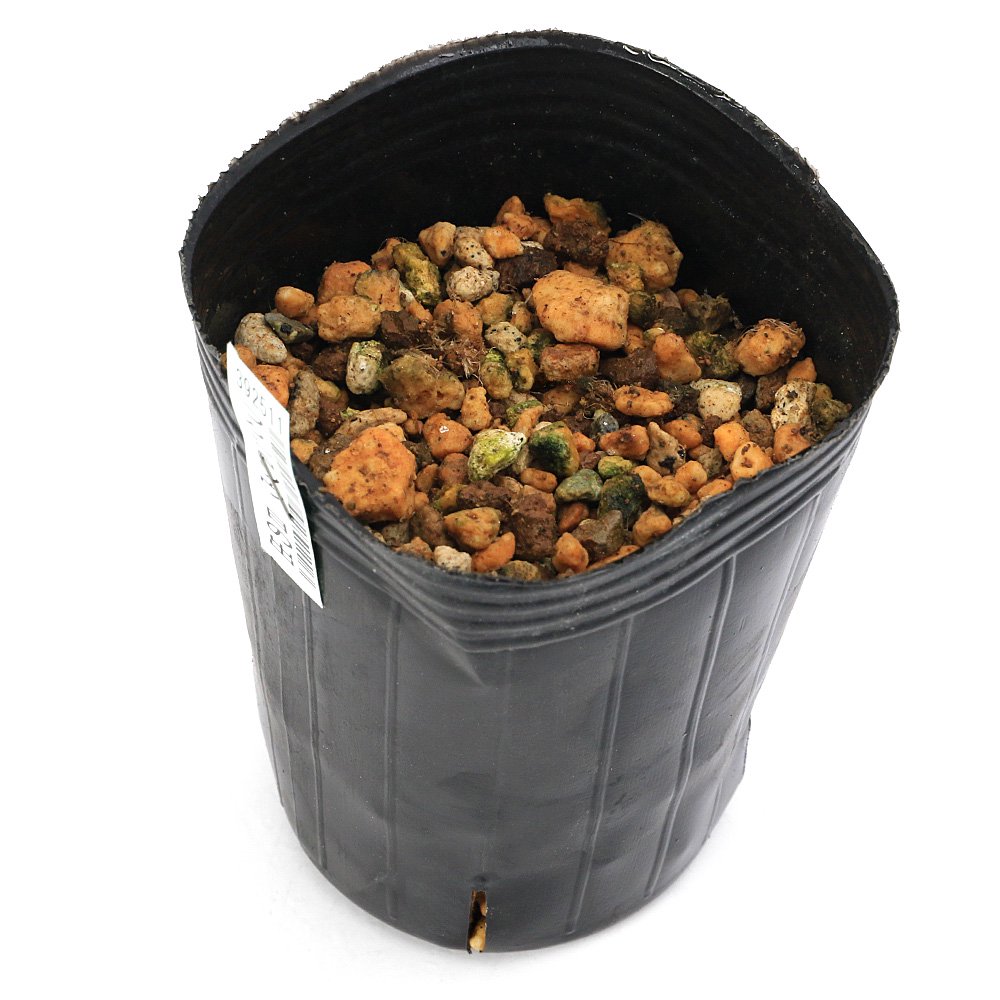 （山野草）品種系フクジュソウ（福寿草）日の出（ヒノデ）３号（１ポット）（休眠状態）　ＣＲＣ15―35―18―00―00