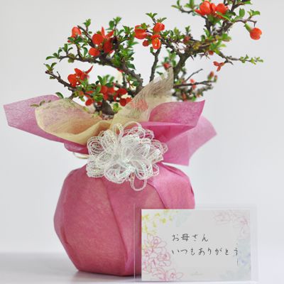 盆栽 花 特選長寿梅 高級 入門 初心者 母の日 長寿梅 鉢植え プレゼント ラッピング メッセージカード 花 鉢植え ギフト お祝い ミニ bonsai ボンサイ 60代 70代 人気 盆栽妙