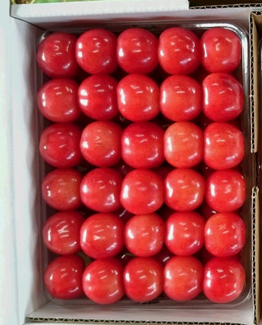 さくらんぼ 佐藤錦 山形県産 最高級贈答用 自家農園栽培 ２Ｌサイズ ５００ｇ ｘ １パック 予約