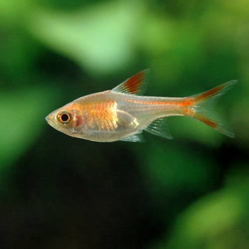 （熱帯魚）ヘテロモルファ・ゴールド（５匹）　北海道・九州航空便要保温　ＣＲＣ13―24―32―00―00