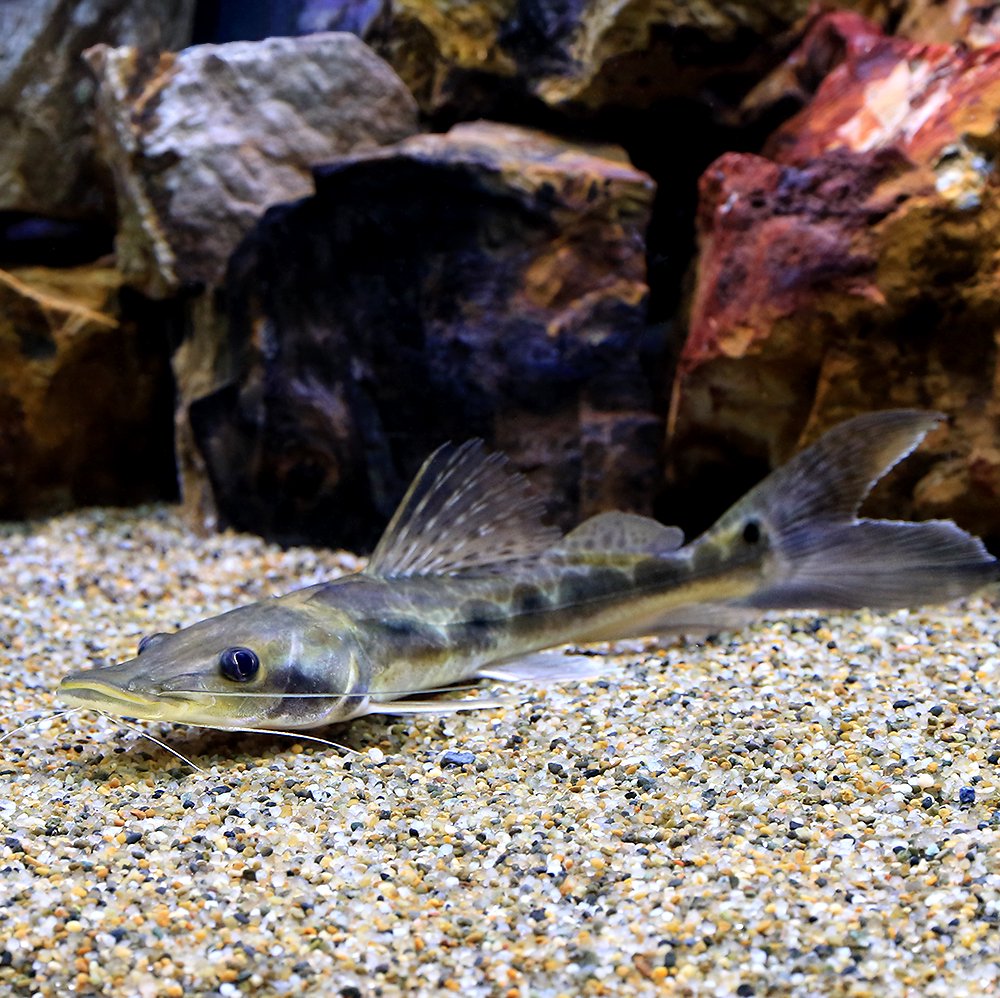 （熱帯魚）エイティーンスポットシャベルノーズキャット（１匹）　北海道・九州航空便要保温　ＣＲＣ13―46―00―00―00