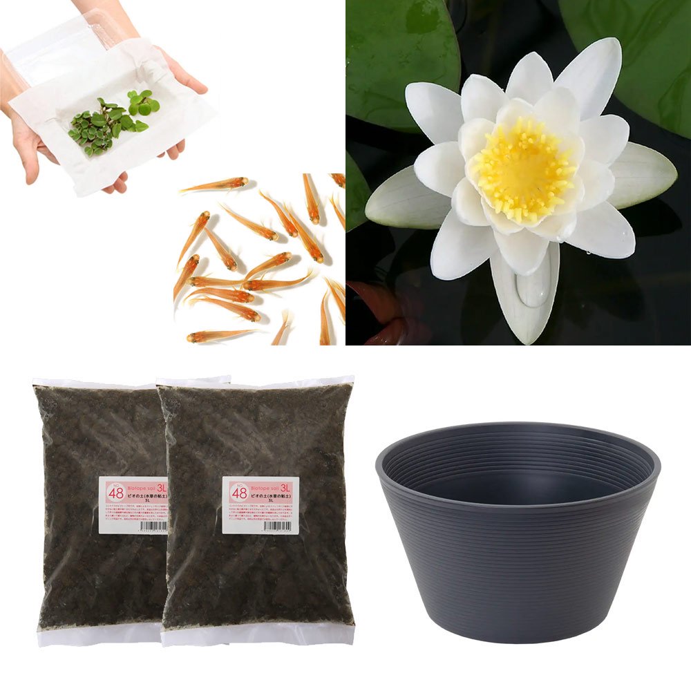 （ビオトープ）（めだか）はじめての睡蓮栽培セット　マリアセア　アルビダ＋睡蓮鉢＋ヒメダカ＋浮き草他　説明書付　本州四国限定　お一人様１点限り　ＣＲＣ15―10―20―60―50