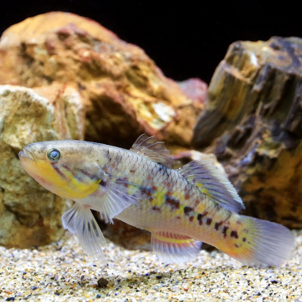 （熱帯魚）スネークヘッドガジョン（１匹）　北海道・九州航空便要保温　ＣＲＣ13―50―00―00―00