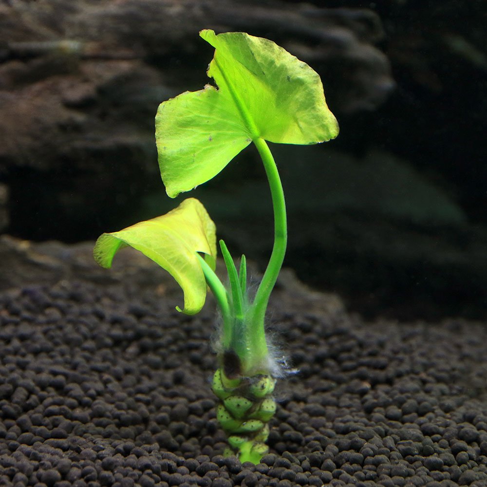 （水草）サイジョウコウホネ　根茎３ー１０ｃｍ（水上葉）（無農薬）（１株）　北海道・九州航空便要保温　ＣＲＣ12―74―50―00―00
