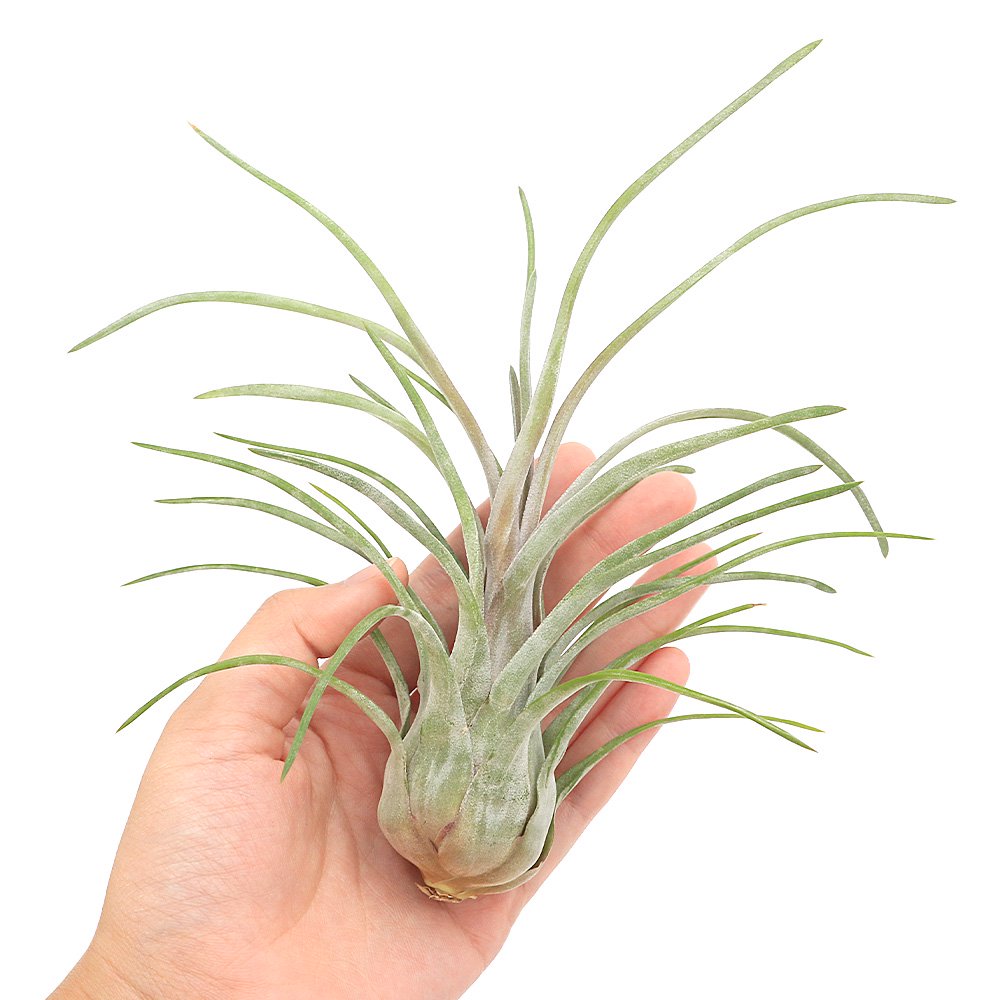 （観葉植物）エアープランツ　チランジア　パラエンシス　Ｌサイズ（１株）　ＣＲＣ15―50―10―00―00