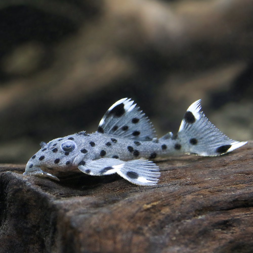 （熱帯魚）グレイ・トリム（ブリード）（１匹）　北海道航空便要保温　ＣＲＣ13―44―50―00―00