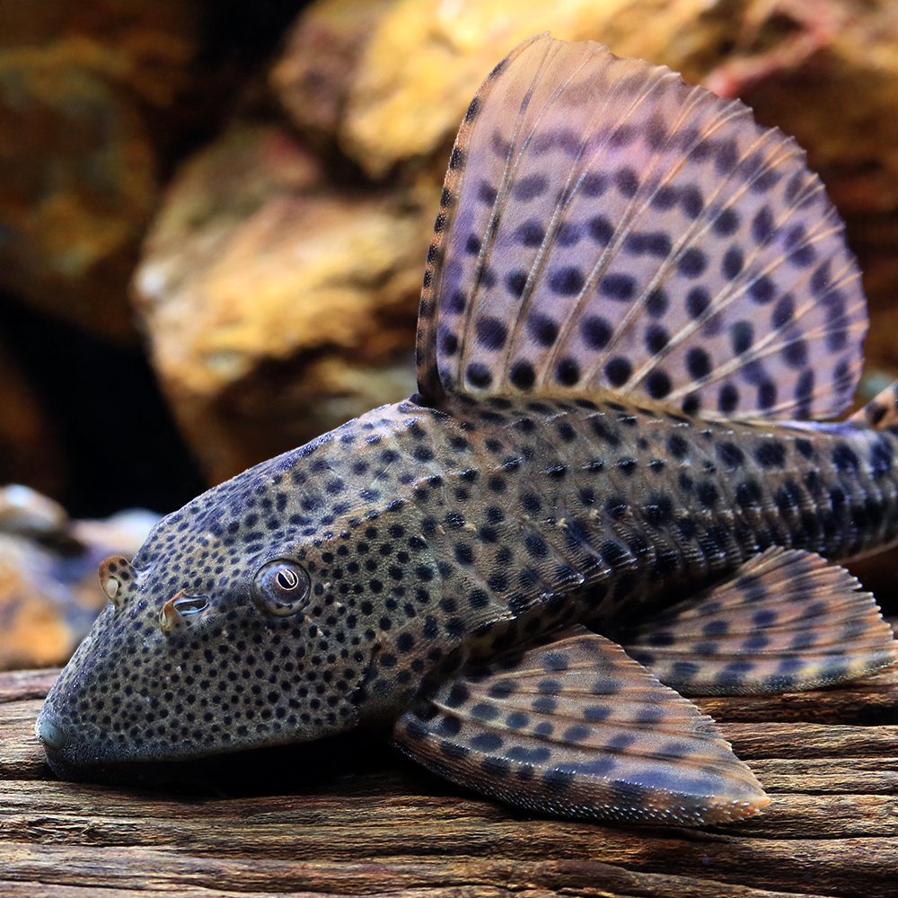 （熱帯魚）ヒポストムスｓｐ．ペルー（ワイルド）（１匹）　北海道・九州航空便要保温　ＣＲＣ13―44―60―00―00