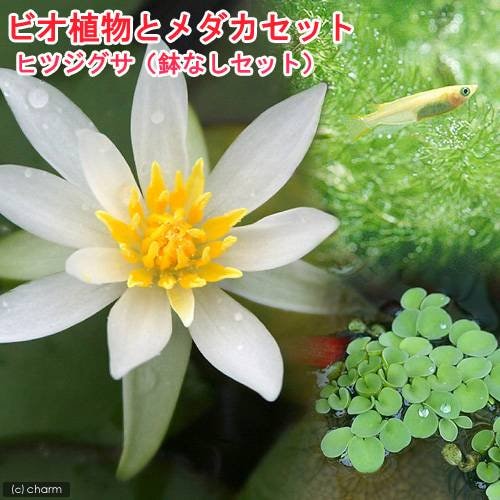 (ビオトープ)(めだか)ビオ植物とメダカセット 睡蓮 ヒツジグサ 鉢なしセット 説明書付 本州四国限定 CRC15―10―14―00―00