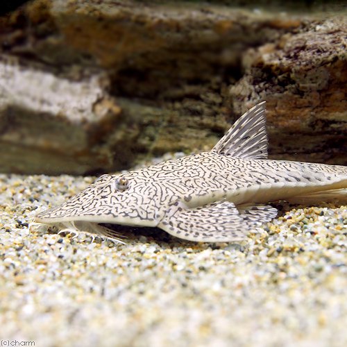（熱帯魚）コロンビアカメレオン・ロリカリア（１匹）　北海道・九州航空便要保温　ＣＲＣ13―40―20―00―00