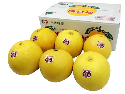 バンペイユ様 晩白柚 （バンペイユ） 接ぎ木 15cmポット苗 : 花と緑の専門店 土っ子