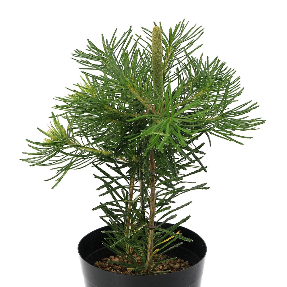 （観葉植物）バンクシア　バースデーキャンドル　５号（１鉢）オージープランツ　ＣＲＣ15―35―80―00―00