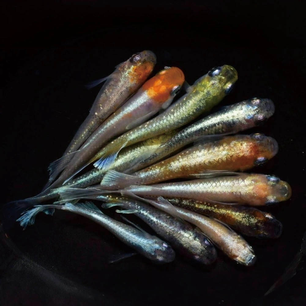 メダカ 生体 体外光MIX 20匹+保障2匹 ミックス お任せ 【華めだか大阪メダカフレンド】 観賞用 魚 アクアリウム