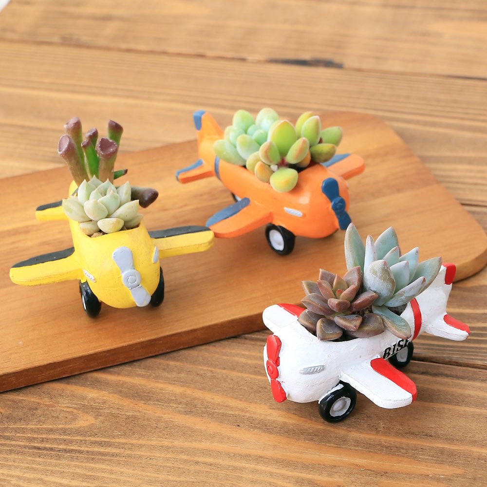 （観葉植物）おまかせプチ多肉２種植え　ひこうきポット　鉢色おまかせ（５個）　多肉植物　おしゃれ　プレゼント　ＣＲＣ15―60―90―00―00