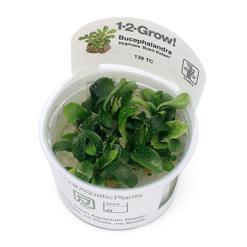 （水草）組織培養１－２－ＧＲＯＷ！　ブセファランドラｓｐ．ピグマエア　ＢＵＫＩＴ　ＫＥＮＬＡＮ（１カップ）　北海道・九州航空便要保温　ＣＲＣ12―50―40―00―00