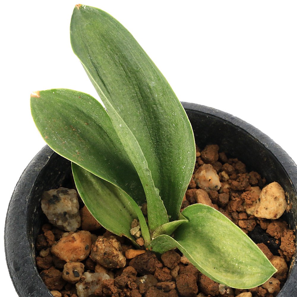 （山野草）品種系オモト　天山（万年青天山）２．５ー３号（１ポット）　ＣＲＣ15―35―12―00―00