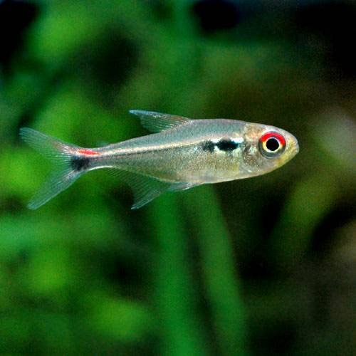 （熱帯魚）ファイアーテール・ホタルテトラ（３匹）　北海道・九州航空便要保温　ＣＲＣ13―20―10―15―00