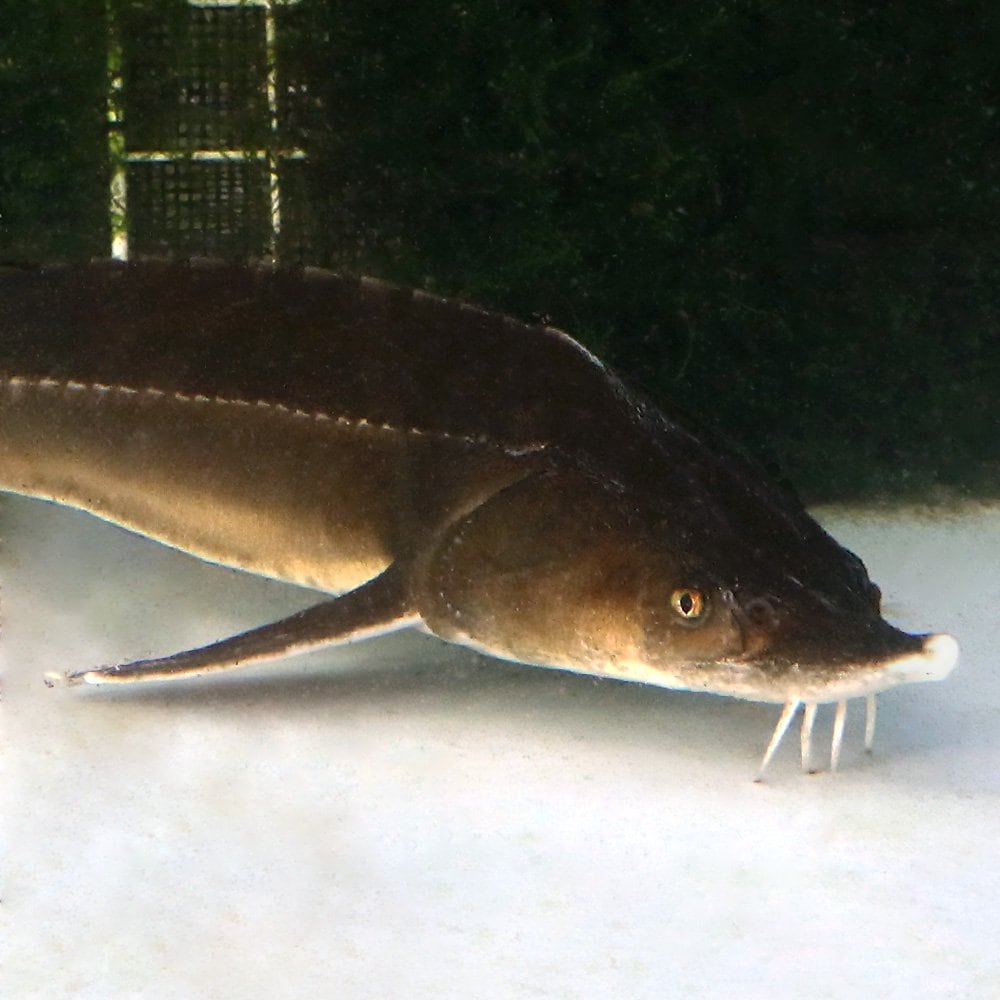 （熱帯魚）コチョウザメ　ＸＬサイズ（１匹）　北海道・九州航空便要保温　ＣＲＣ13―56―90―00―00 9,331円