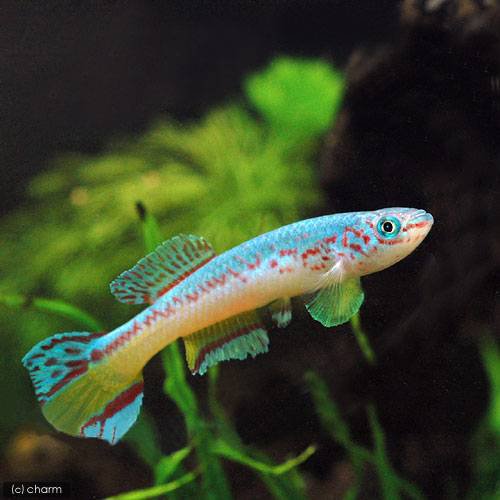 （熱帯魚）アフィオセミオン・アミエティ（１ペア）　北海道航空便要保温　ＣＲＣ13―17―99―00―00