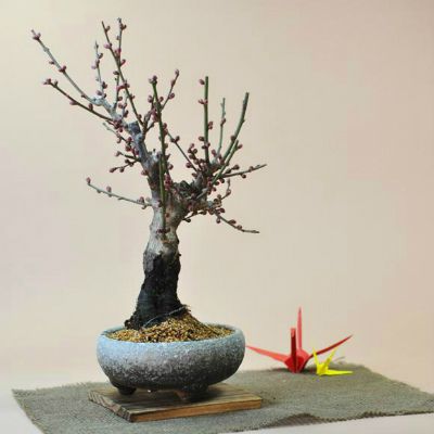 紅梅 信楽鉄鉢【盆栽　梅 梅の盆栽 ミニ盆栽 盆梅 ギフト 盆栽 開店 お祝い 退職 ラッピング 母の日 父の日 敬老の日 誕生日】