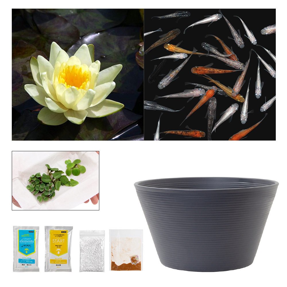 （ビオトープ）（めだか）ラメメダカ付き！チャームおすすめビオトープセット！　温帯性睡蓮　黄　スイレン　ビオトープ　本州四国限定　ＣＲＣ15―10―20―03―20