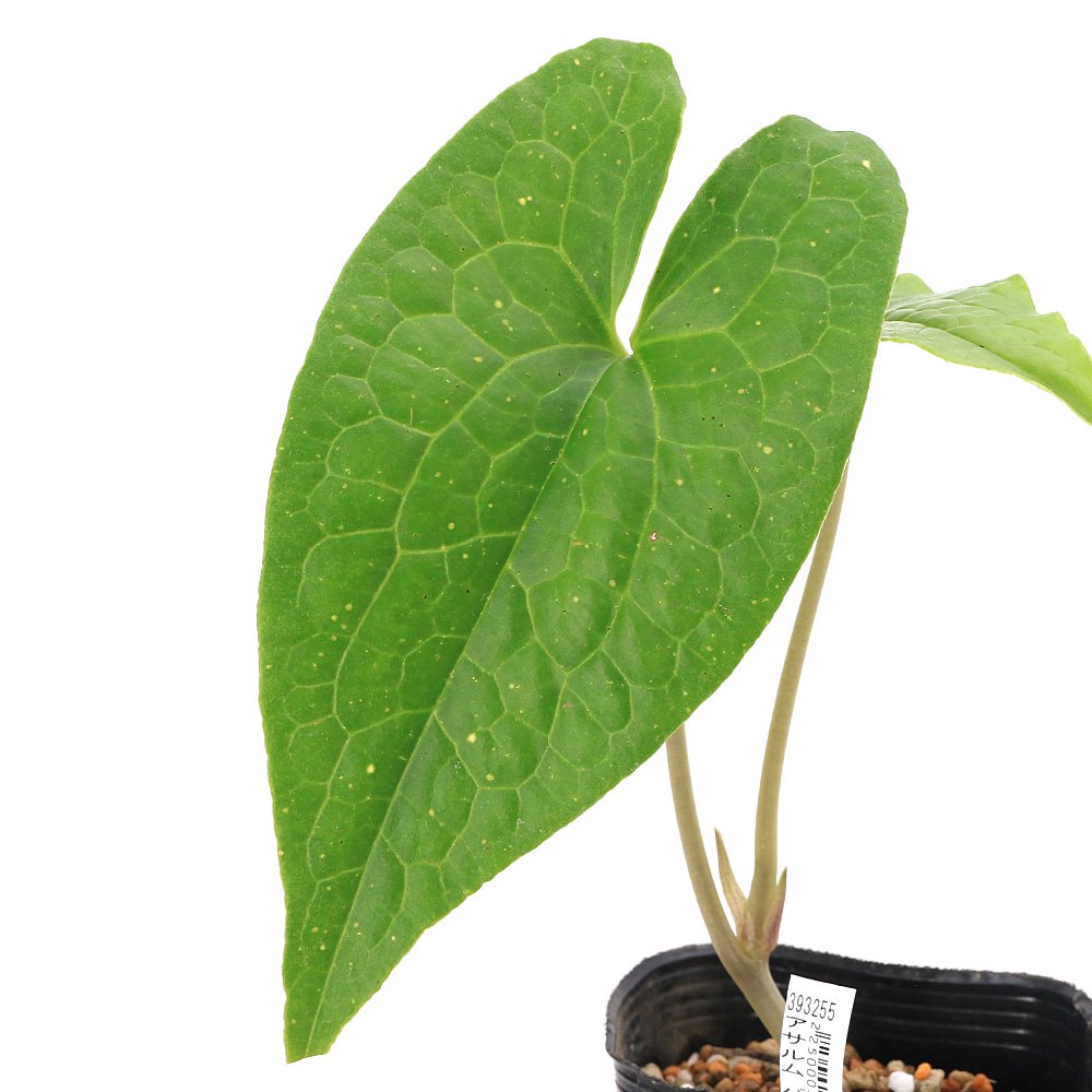 （山野草）カンアオイ（寒葵）アサルム　ペテロッティ　ベトナム　サパ　Ｂａｎ　Ｋｈｏａｎｇ産（Ａｓａｒｕｍ　ｐｅｔｅｌｏｔｉｉ）　３号（１ポット）　ＣＲＣ15―35―40―00―00
