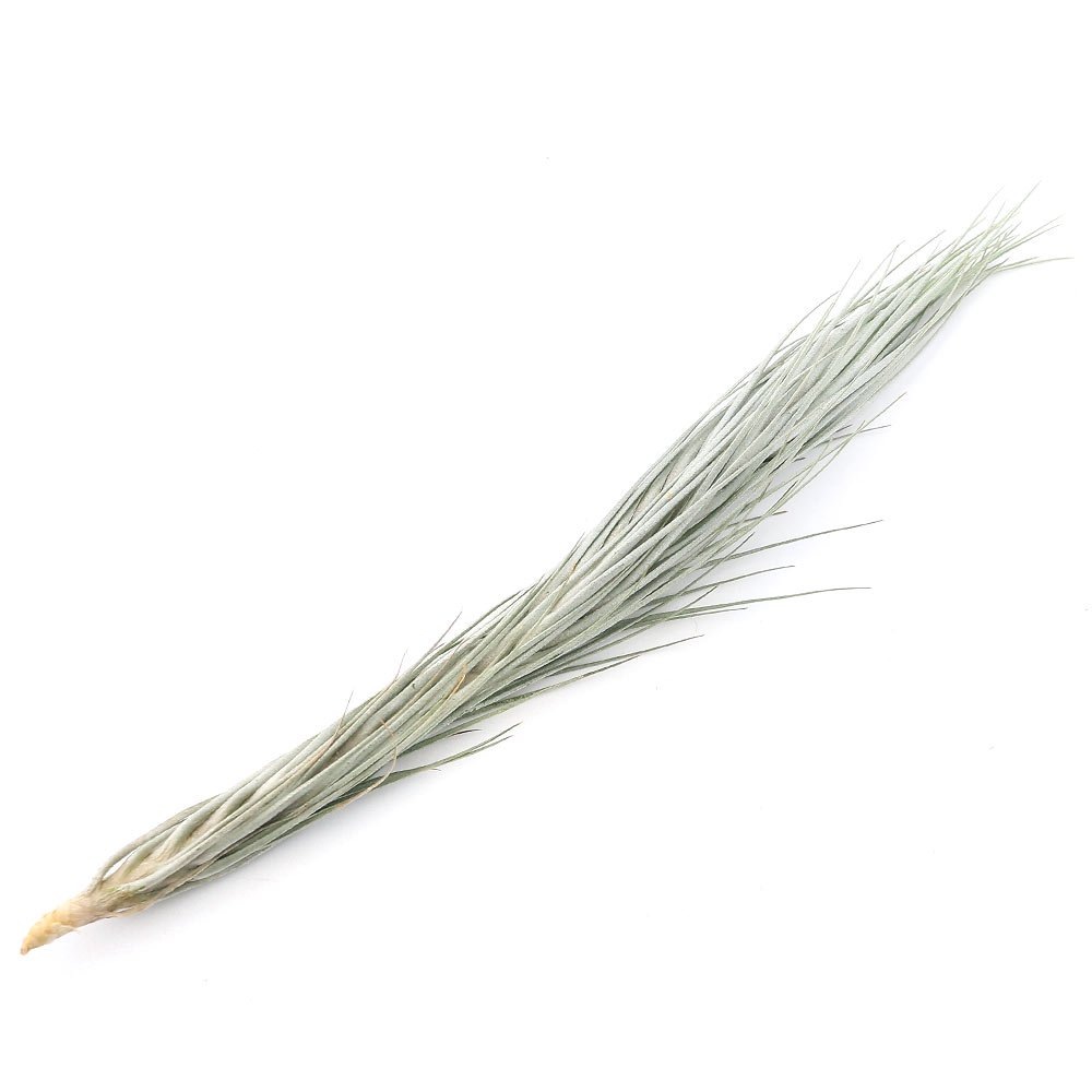 （観葉植物）エアープランツ　チランジア　トメキー　Ｌサイズ（１株）　ＣＲＣ15―50―10―00―00