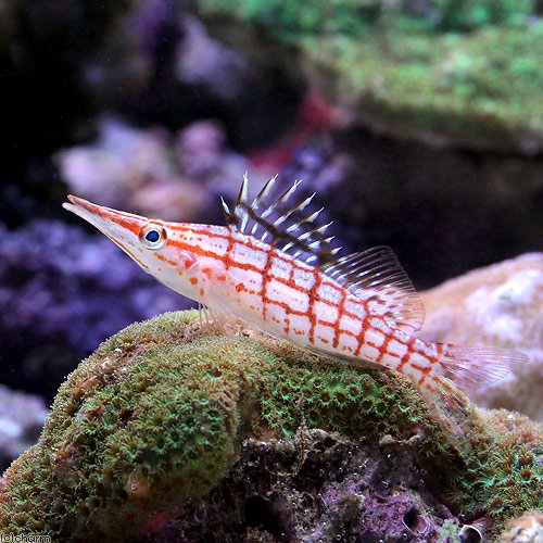 （海水魚）クダゴンベ　Ｓサイズ（１匹）　北海道・九州航空便要保温　ＣＲＣ26―30―36―00―00 4,504円