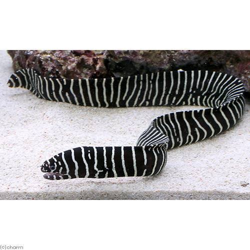 （海水魚）ゼブラウツボ　Ｌサイズ（１匹）　北海道航空便要保温　ＣＲＣ26―30―46―20―00