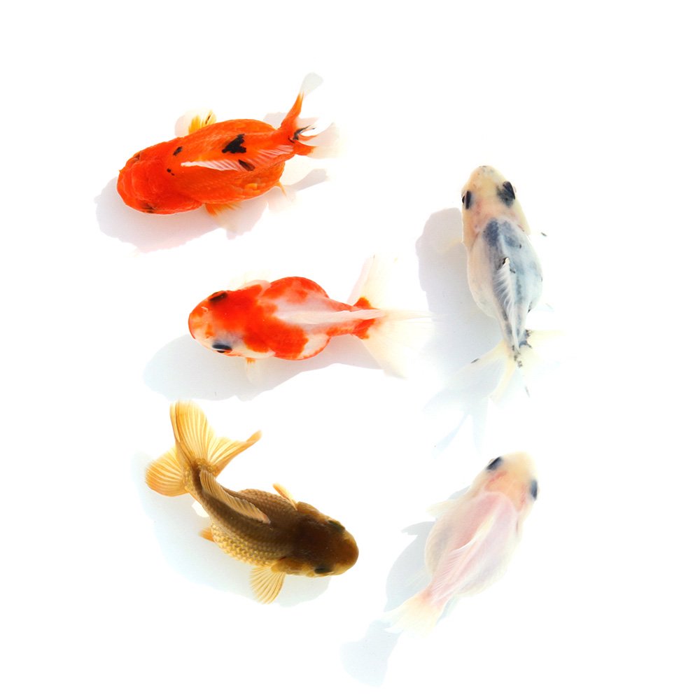 （国産金魚）ショートテールオランダ型ミックス　色指定なし　薩摩産（３匹）　ＣＲＣ60―15―40―30―00