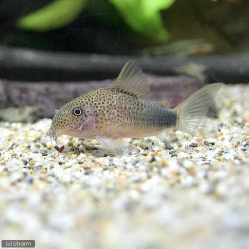 （熱帯魚）コリドラス・シミリス（ワイルド）（１匹）　北海道・九州航空便要保温　ＣＲＣ13―36―20―00―00