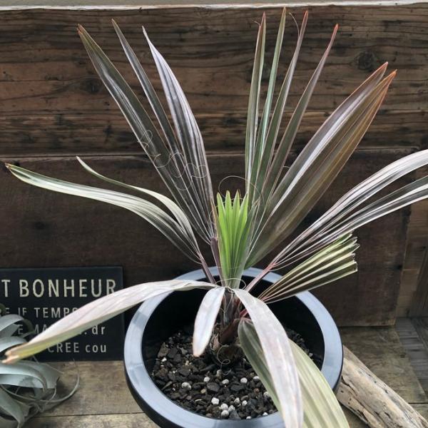 ヤシ　ビスマルキア（ビスマルキア・ノビリス）