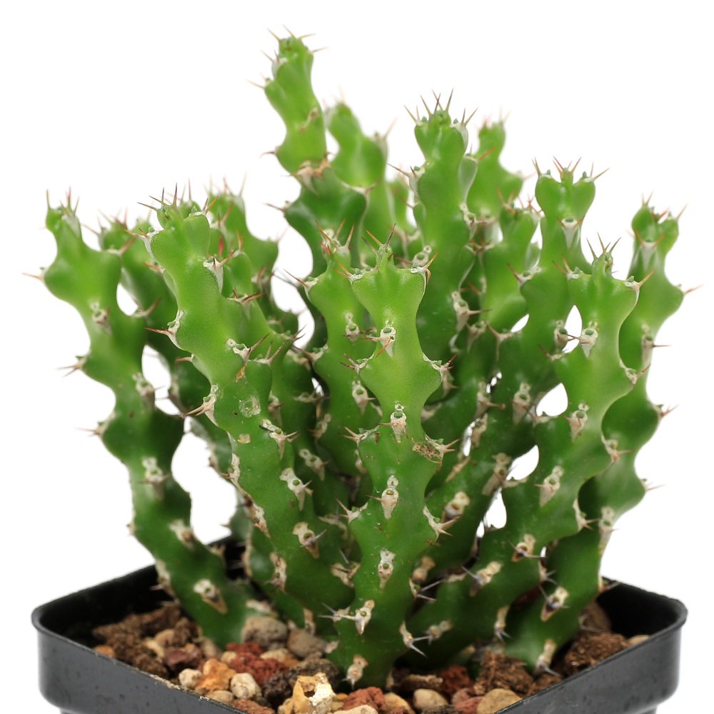 （多肉植物）ユーフォルビア　ラムローサ　２．５号（１鉢）　ＣＲＣ15―60―60―00―00