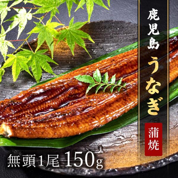 鹿児島うなぎ無頭 蒲焼1尾150g × 1P タレ・山椒付 / 鰻 ウナギ ギフト