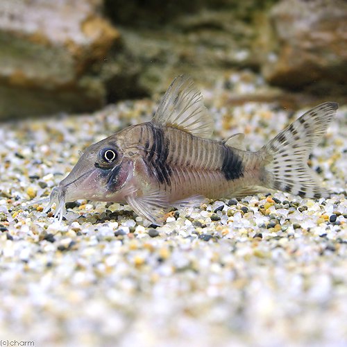 （熱帯魚）コリドラス・ロングノーズレイノルジィ（ワイルド）（１匹）　北海道・九州航空便要保温　ＣＲＣ13―36―60―00―00