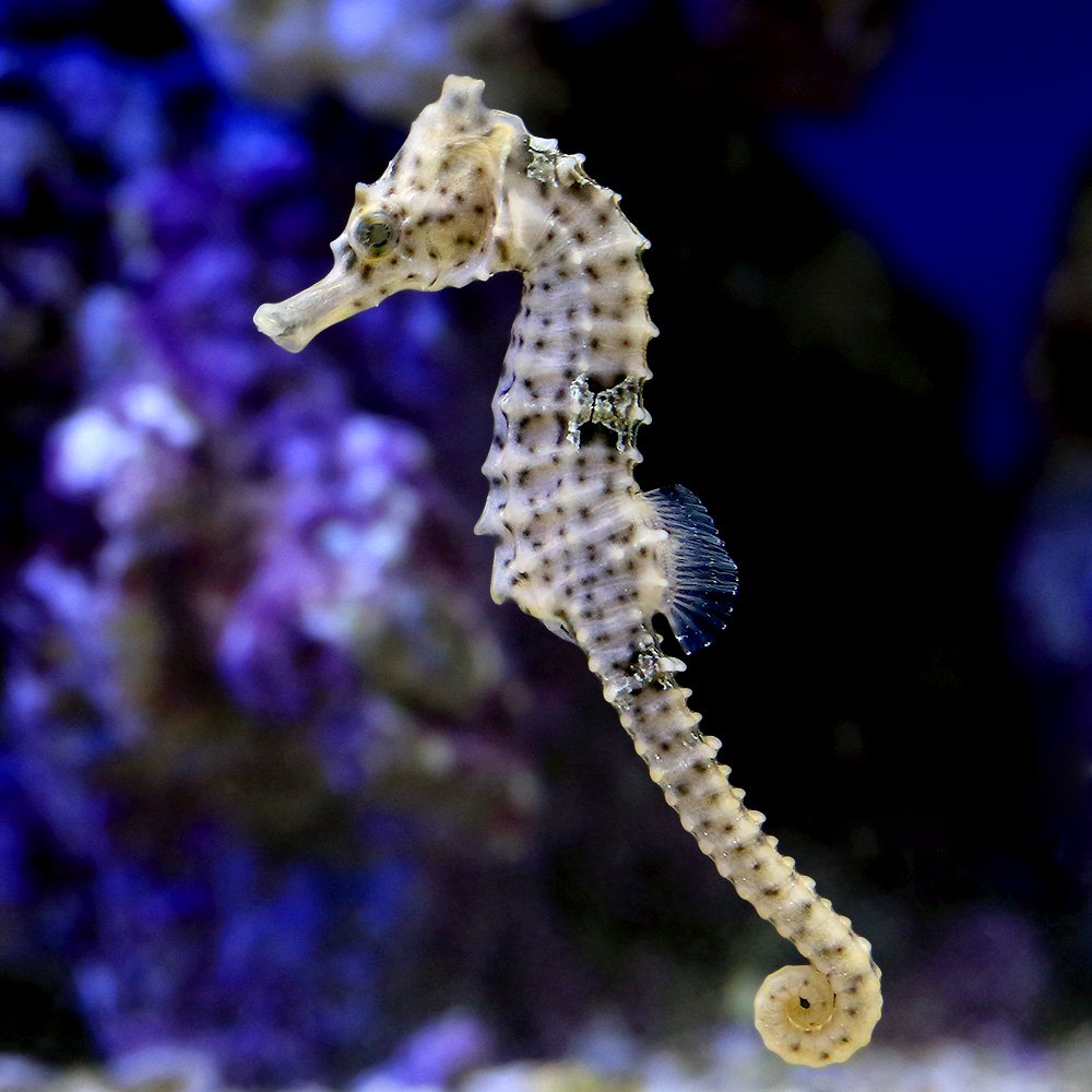 （海水魚）ラインドシーホース（ブリード）（１匹）　北海道・九州航空便要保温　ＣＲＣ26―30―40―10―00