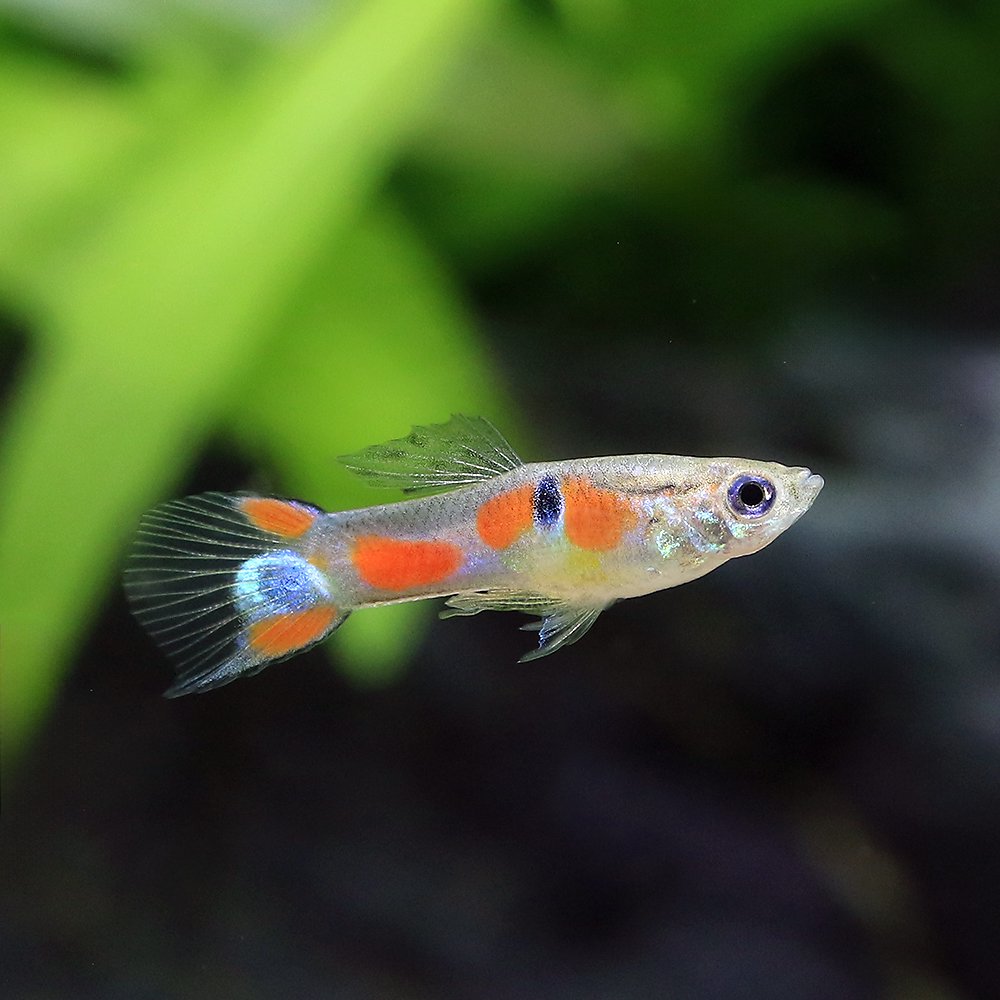 （熱帯魚）ワイルド・グッピー　トカンチンス産（国産グッピー）（３ペア）　北海道・九州航空便要保温　ＣＲＣ13―12―47―00―00