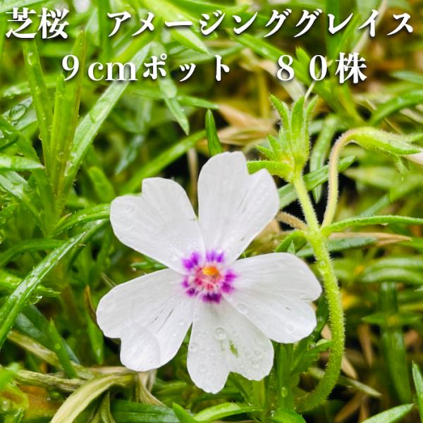 芝桜 アメージンググレイス 白色種 ９cmポット苗 ８０株 シバザクラ グランドカバー 送料無料